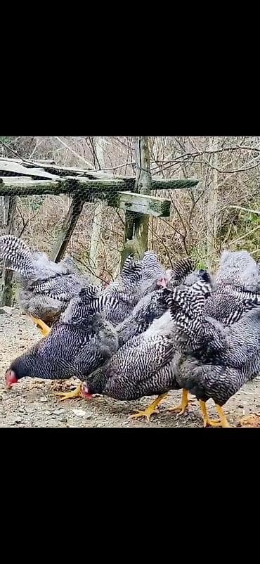 Digər heyvanlar: Toyuq, Damazlıq — 7