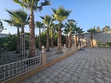 Satış üçün: Landşaft üçün Waşinqton/palma ağacları - Növ: Dekorativ