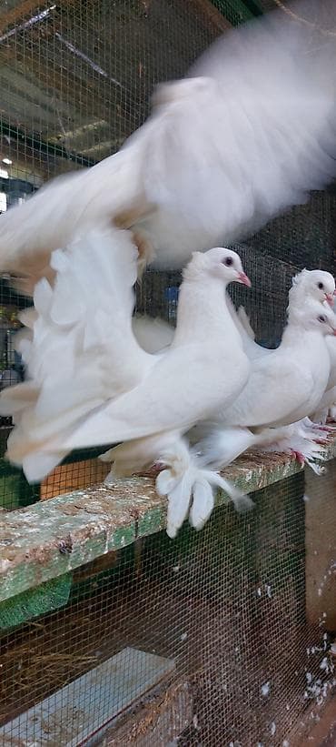 cuce satilir: Quwdar optum satilir xamsi bir yerden saglamliqina cavabdexem — 4
