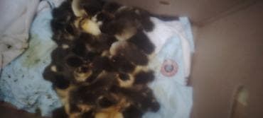 cücələrin satışı: Məhsul: Xırdabuynuzlu ördək balaları (cücələr)lal ördek balasi yoxdur — 1