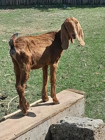 cins toyuqlarin satisi: Salam temiz qan helebdir 5 ayliqdir dişi helebdir sabirabad — 1