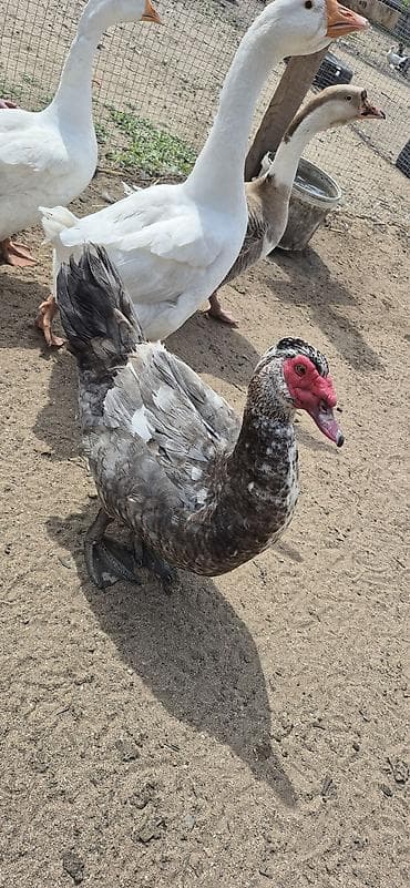 Musk ördəkləri (indo ducks) – müxtəlif rənglərdə - Növlər: musk/indo — 7
