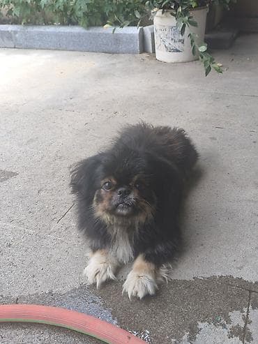 Pekines
