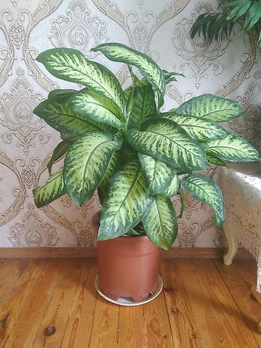 dibcək gulləri: Dieffenbahiya (Dieffenbachia) dekorativ yarpaqlı otaq bitkisi - Növ — 2