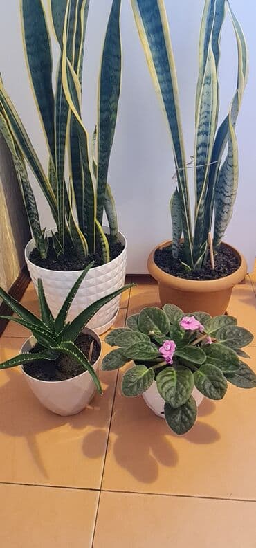 damcı sulama: Otaq bitkiləri - Sansevieriya (Qaynanadili) – 2 ədəd: Uzun, zolaqlı — 1