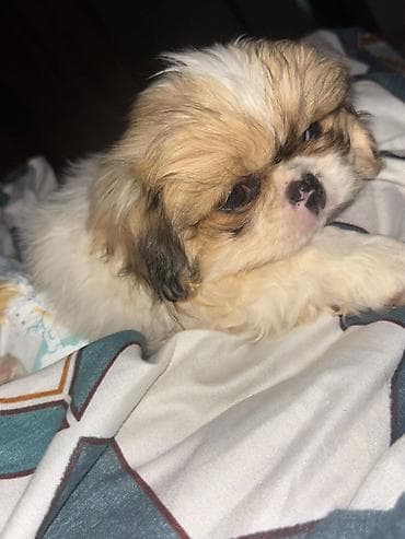 qurdbasar itleri: Pekines, Erkek — 1