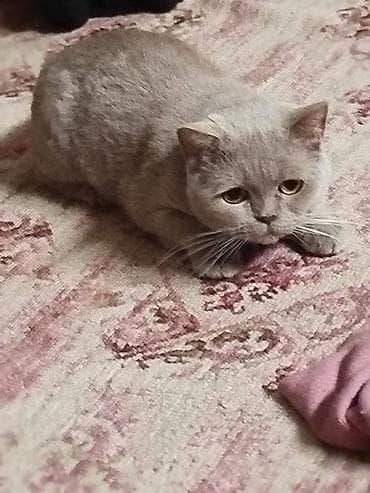 Pişiklər: Britan — 5