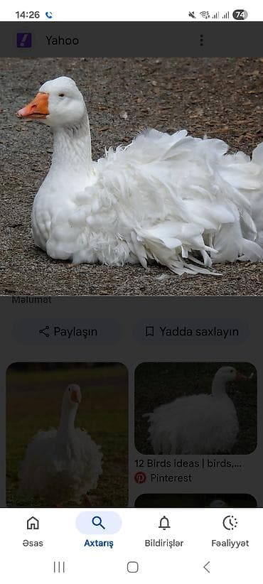 beyleqan sortu qoyun: Məhsul:3ed 180 man 1erkek 2disi yumurtayirlar Sebastopol qazı — 2