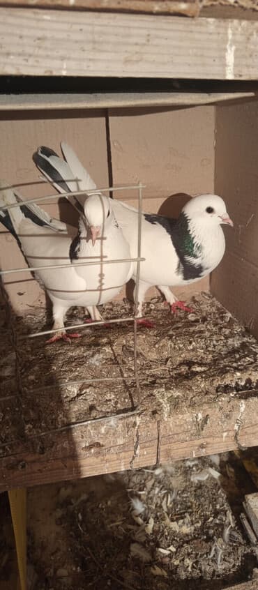 heyvanlar ucun bit dermani: Növ: Göyərçin cütü Rəng: Ağ əsaslı, qanad və boyun hissəsində — 1