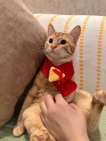 pişik sahibləndirilir: Sahiblendirilir diwi erkek saglamdirlar rengli qisirdir diwidir sari — 3