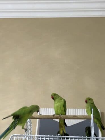 попугай ара цена: Ajarella Pakistan Pəncabdan gəlib bir başa — 3