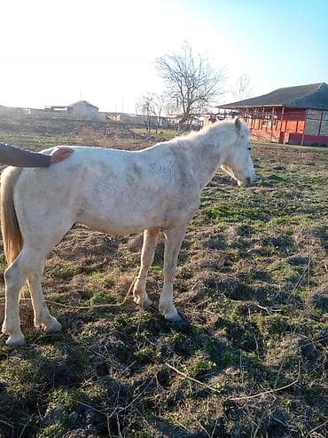 Птицы: Ağ rəngli at - Rəng: açıq ağ-krem, quyruq və yalı qızılımtıl çalarda — 3