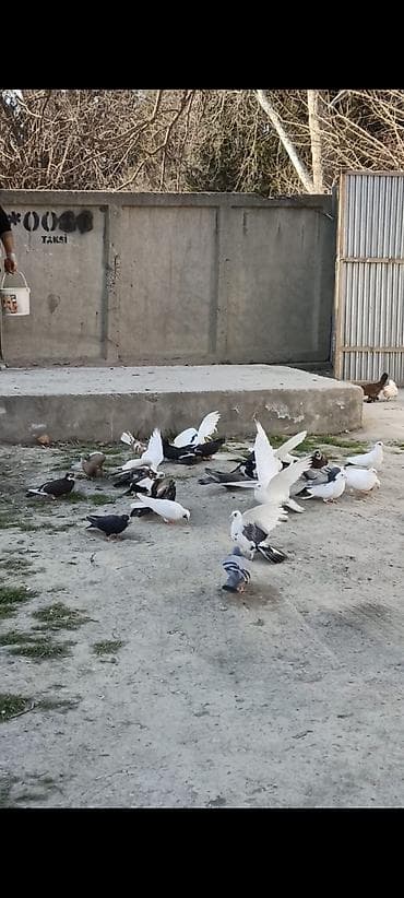 satdig quslar: Salam Əleykum. Çoxdu göyərçinlərim. cürbəcür var. ən ucuz 3azn. Daha — 3