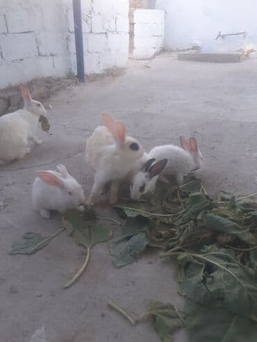 dovşa: Dovşanlar — 4