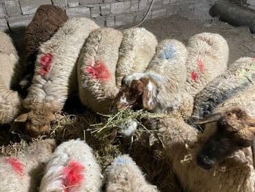 Salam heyvanlar hamısı sağlam heyvanlardı hamısı boğazdır!!! — 1