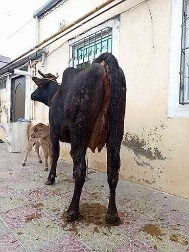 i̇nək: Dişi, il: 2, Südlük — 4