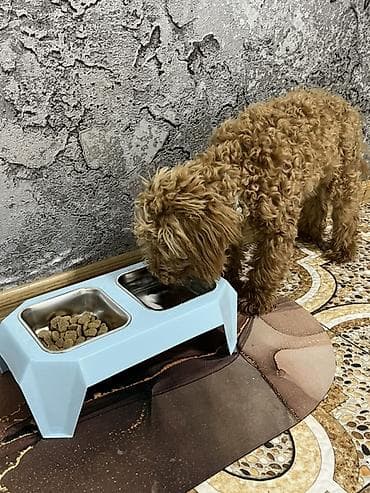 pudel karlik: Pudel, 7 ay, Peyvəndli — 5