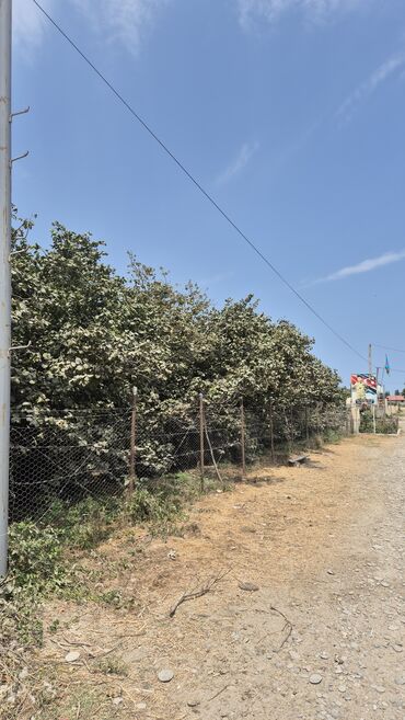 findiq ləpəsi: Xaçmaz rayonu, Qaracəlli kəndində möhtəşəm bağ sahəsi satılır! — 5