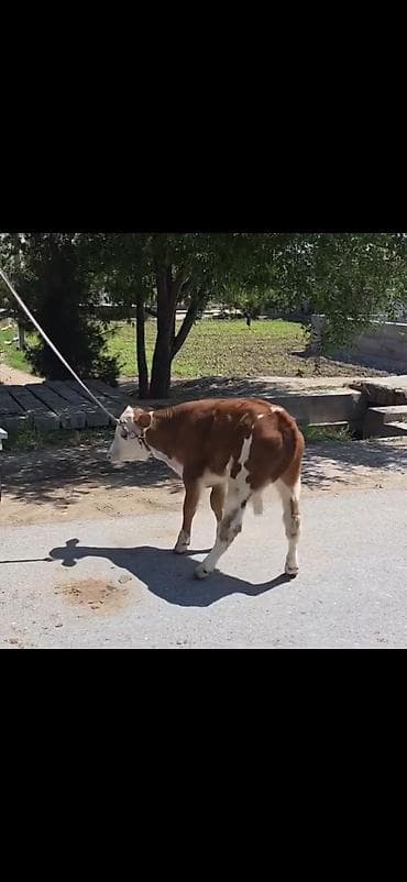 tagiyev qesebesi inek buzov: Cins: Qəhvəyi-ağ rəngdə, simmental tipli dana Növ: Erkək (şahkulu — 3