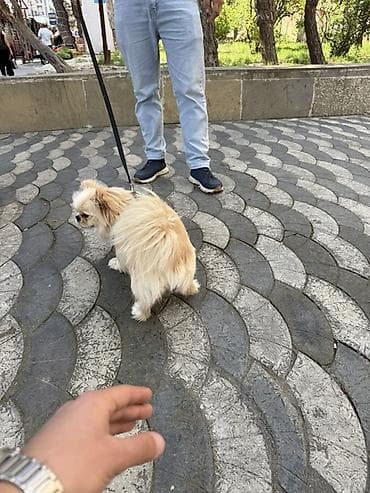ari satilir: Pekines — 4