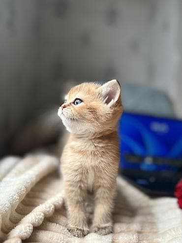 fars pişik: Şotland, Ünvandan götürmə, Pulsuz çatdırılma — 2