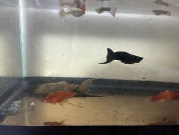 glofish balığı: Sülhsevər — 6