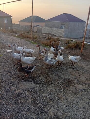 pitbull bala: Erkək, Damazlıq, Ünvandan götürmə — 3