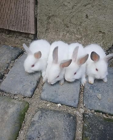 kanqal balaları: Ağ tüklü, qırmızı gözlü dekorativ dovşan balaları. - Cins: Albino — 1