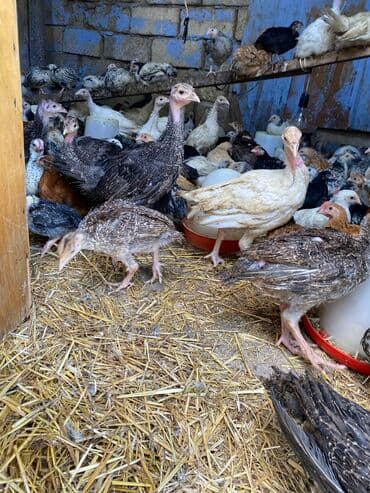 kənd colpası satışı: Satılır durçinka,serbilis,hündüşka — 7