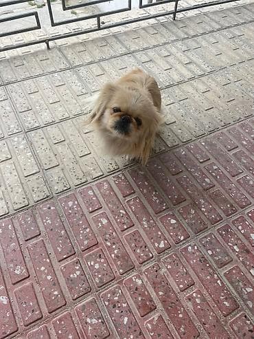 pomeranian dişi: Pekines, 1 il, Dişi — 1