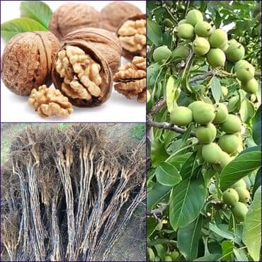 green pharma baku: Məhsul: Şəxsi tingçilik təsərrüfatında yetişdirilən meyvə tingləri — 15