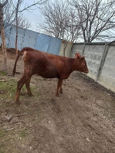 Птицы: Теленок, Самка, месяцев: 12, Для разведения — 2