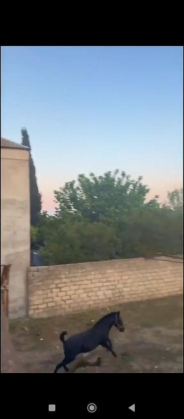 at balasi: Erkək, il: 1, Ödənişli çatdırılma — 2
