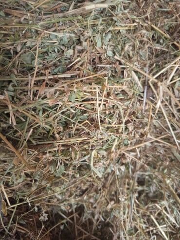 Inəklər, öküzlər: Yonca pres satilir. Heyvanlari satdigima gore presi də satiram. 7 — 2