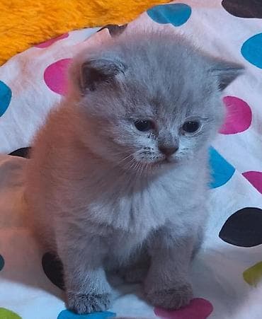 heyvan geyimi: Britan — 3