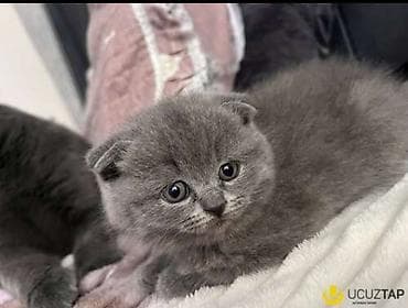 heyvan bazari: Şinşilla, Erkək, Dişi — 6