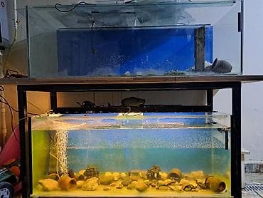 Akvariumlar: 400 l — 1