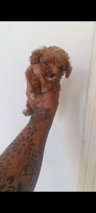 toy budel: Pudel, 3 ay, Erkek, Peyvəndli, Ünvandan götürmə — 21