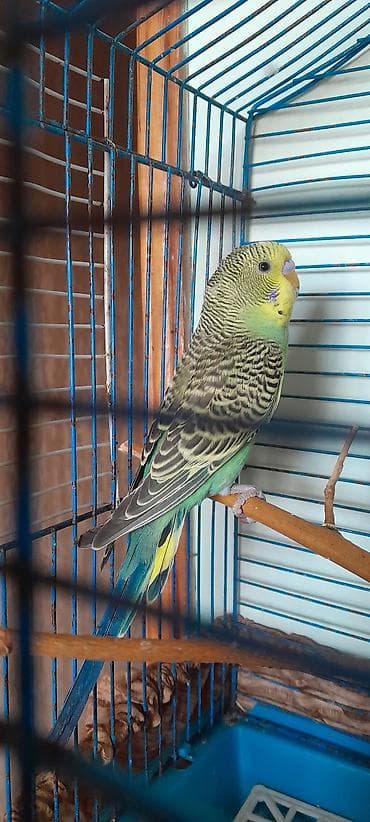 Птицы: Məhsul: Tutu guşu .Iki aylıq ərkəklər.İri ev gusları. Попугаи 2 самца — 5