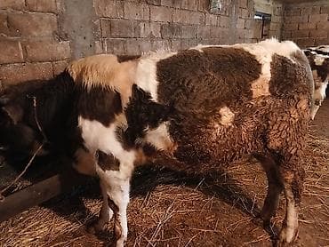 xoruz sekili: Məhsul: Qaramal (öküz/inqilis növünə bənzər, qarışıqtük rəngli) — 9