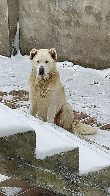 it ucun evler: Alabay, 2 il, Erkek, Peyvəndli — 6