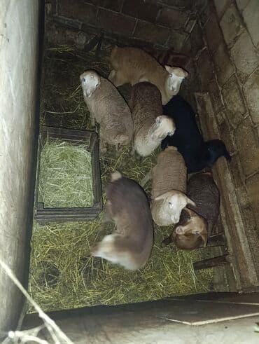 Inəklər, öküzlər: Satış üçün qoyun sürüsü və quzular 17 dənə cavan damazlıq qoyunlar — 3