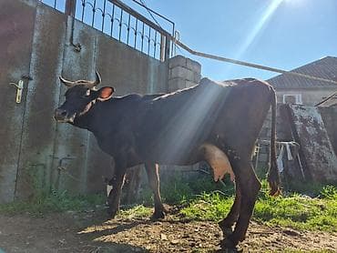 en cox sud veren inekler: 15 litir süd verir 3 qarına doğub 10 gündü doğub balası dişdi — 7