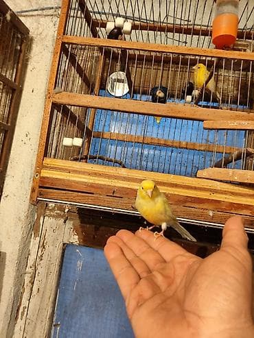 Bül Bül əldən qorxmur bul bul salovey əl quşu rucnoy Sarı kanareyka –