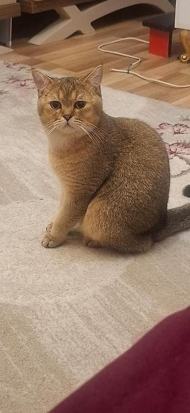 sibir pisiyi: Qızıl şinşilla, Yaxşı əllərə — 4