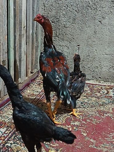 çöl xoruzu: 8 ayliğ becə satilir probu var qəsəy ayaği var xam beçədi tam — 2