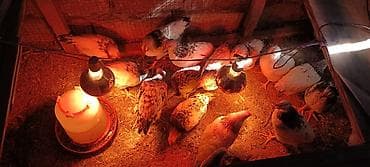 naxcivan heyvan bazari: Toyuq cücələri, Ətlik — 2