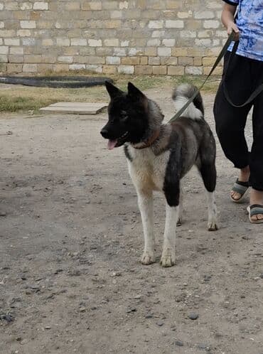 Gəmiricilər: Akita-inu, 2 ay, Peyvəndli, Ödənişli çatdırılma — 2