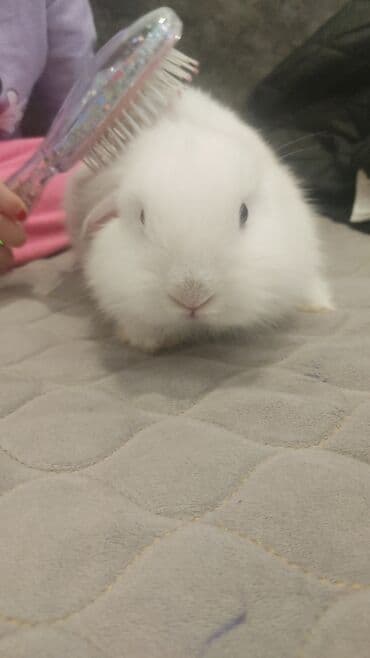 Inəklər, öküzlər: Gördüyunuz dovsan disidr 3ayliqdir tam sağlamdır alergiyam olduğu ucun — 3