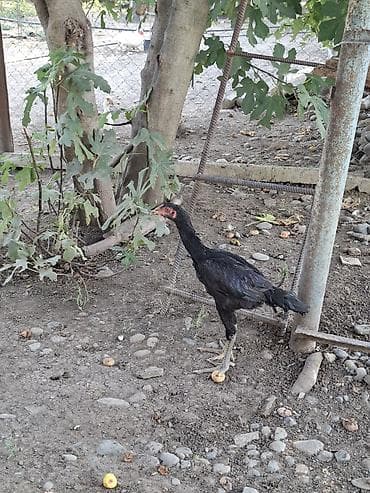 cuce satisi 2019: Heyratı cücələri 3-aylıq şəkil öz şəkiləridi 1-ədədi 30-manat biri — 1